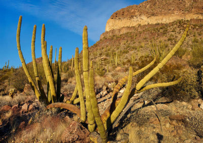 Tim Fitzharris - Organ Pipe Cactus, Ajo Mountains, Organ Pipe Cactus National Monument, Arizona