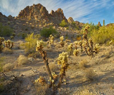 Tim Fitzharris - Teddy Bear Cholla cactii, Crater Range, Arizona