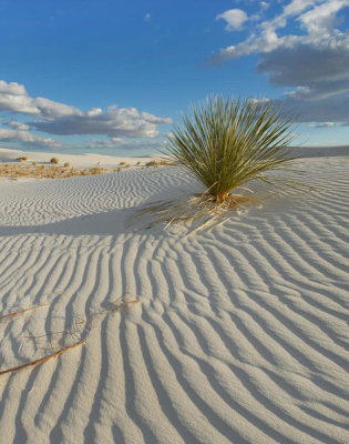 Tim Fitzharris - Soaptree Yucca in sand dune, White Sands National Monument, New Mexico