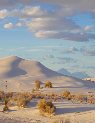 Tim Fitzharris - Sand dune and shrubs, White Sands National Monument, New Mexico