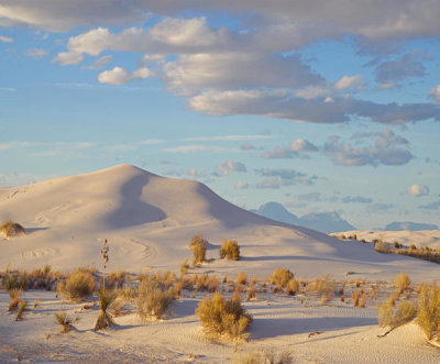 Tim Fitzharris - Sand dune and shrubs, White Sands National Monument, New Mexico