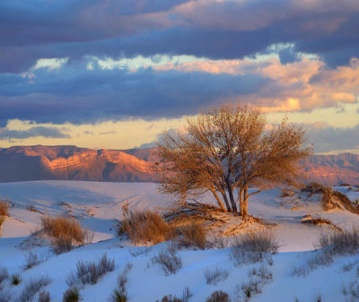 Tim Fitzharris - Fremont Cottonwood tree, White Sands National Monument, New Mexico