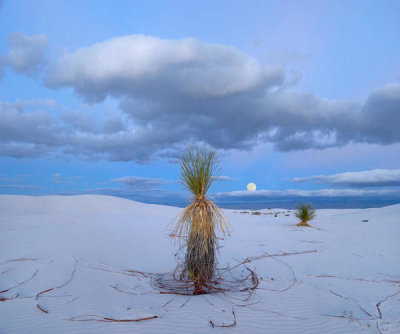 Tim Fitzharris - Soaptree Yucca and moon, White Sands National Monument, New Mexico