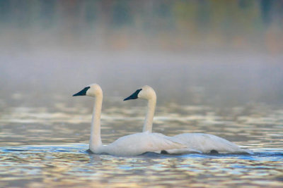 Tim Fitzharris - Trumpeter Swan pair, Magness Lake, Arkansas