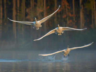 Tim Fitzharris - Trumpeter Swan trio flying, Magness Lake, Arkansas