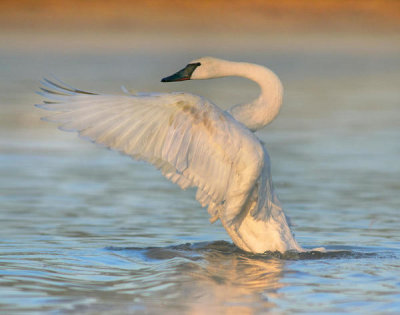 Tim Fitzharris - Trumpeter Swan flapping, Magness Lake, Arkansas