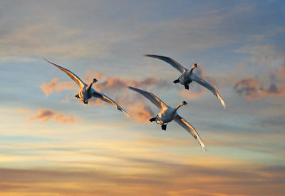 Tim Fitzharris - Trumpeter Swan trio flying, Magness Lake, Arkansas