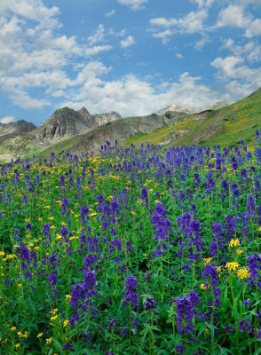 Tim Fitzharris - Larkspur flowers, American Basin, Colorado