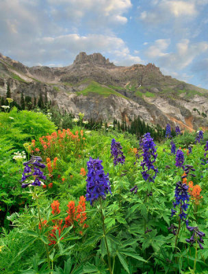 Tim Fitzharris - Larkspur and Paintbrush, Yankee Boy Basin, San Juan Mountains, Colorado