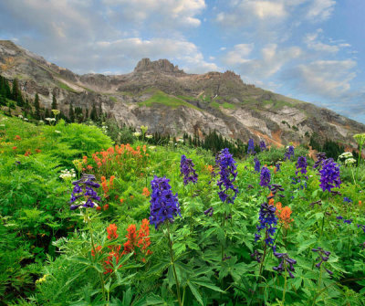 Tim Fitzharris - Larkspur and Paintbrush, Yankee Boy Basin, San Juan Mountains, Colorado
