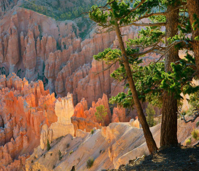Tim Fitzharris - Hoodoos, Bryce Point, Bryce Canyon National Park, Utah