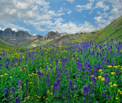Tim Fitzharris - Larkspur flowers, American Basin, Colorado