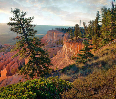 Tim Fitzharris - Trees on edge of canyon, Bryce Point, Bryce Canyon National Park, Utah