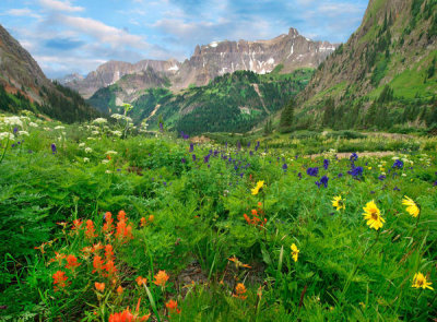 Tim Fitzharris - Wildflowers, Yankee Boy Basin, San Juan Mountains, Colorado