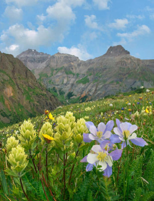 Tim Fitzharris - Paintbrush and Columbine flowers, Governor Basin, Colorado