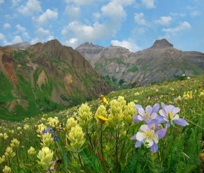 Tim Fitzharris - Paintbrush and Columbine flowers, Governor Basin, Colorado