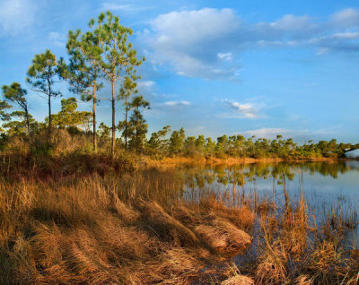 Tim Fitzharris - Marsh and trees, Saint George Island, Florida