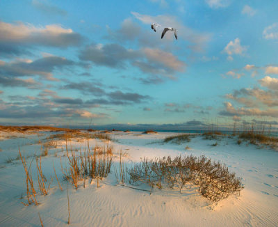 Tim Fitzharris - Laughing Gull pair flying over coastal dunes, Gulf Islands National Seashore, Florida