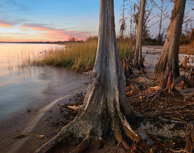 Tim Fitzharris - Dwarf Cypresses along Lake Pontchartrain, Fontainbleu State Park, Louisiana