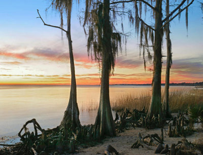 Tim Fitzharris - Dwarf Cypresses with Spanish Moss along Lake Pontchartrain, Fontainbleu State Park, Louisiana