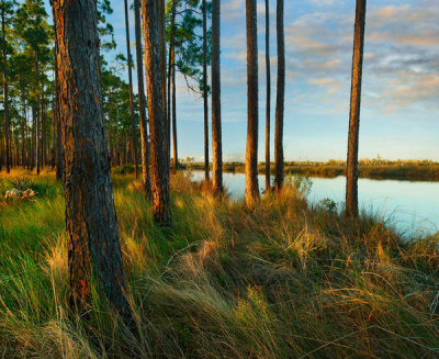 Tim Fitzharris - Longleaf Pine trees, Sopchoppy River, Ochlockonee River State Park, Florida