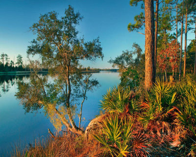 Tim Fitzharris - Trees alongOchlockonee River State Park, Florida