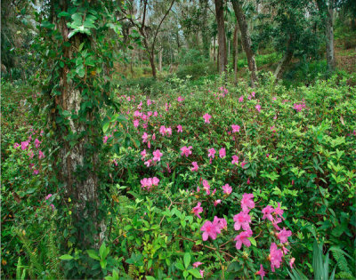 Tim Fitzharris - Rhododendron flowering, Rainbow Springs State Park, Florida