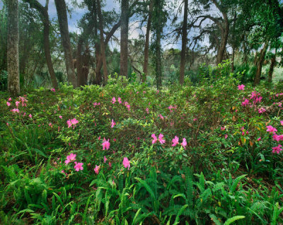 Tim Fitzharris - Rhododendron flowering, Rainbow Springs State Park, Florida