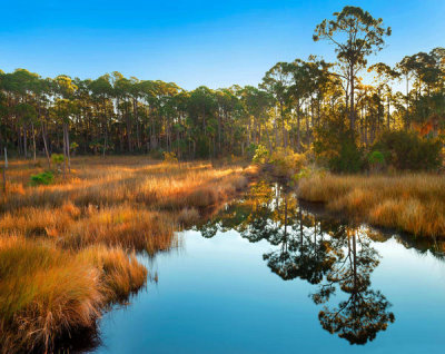 Tim Fitzharris - Marsh and trees at sunrise, Saint Joseph Peninsula, Florida