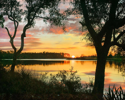 Tim Fitzharris - Oak trees at sunrise, Ochlockonee River State Park, Florida