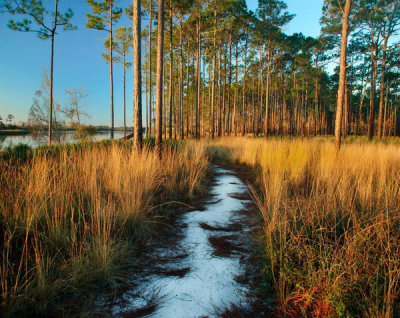 Tim Fitzharris - Path through grasses and pines near marsh, Saint George Island, Florida