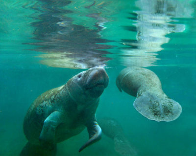 Tim Fitzharris - West Indian Manatee mother and calf surfacing, Crystal River, Florida