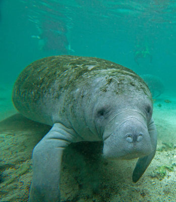 Tim Fitzharris - West Indian Manatee, Crystal River, Florida