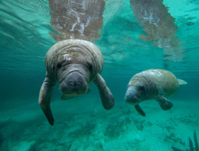 Tim Fitzharris - West Indian Manatee mother and calf, Crystal River, Florida