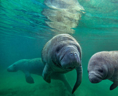 Tim Fitzharris - West Indian Manatee trio, Crystal River, Florida