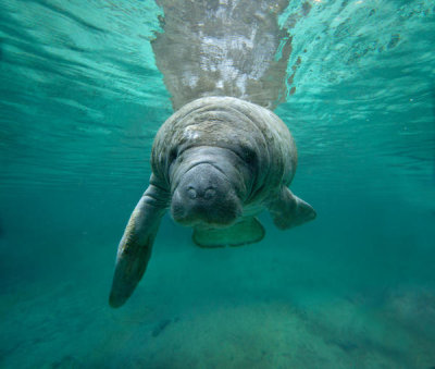 Tim Fitzharris - West Indian Manatee, Crystal River, Florida