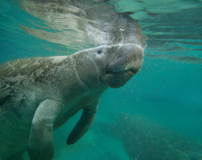 Tim Fitzharris - West Indian Manatee surfacing, Crystal River, Florida