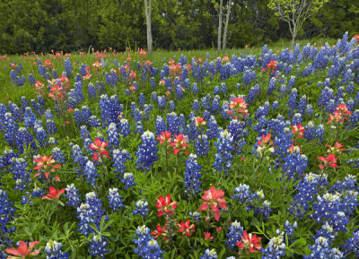 Tim Fitzharris - Lupine and Paintbrush flowers, Cedar Hill State Park, Texas