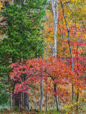 Tim Fitzharris - Dogwood flowering and Cedar, Tyler State Park, Texas