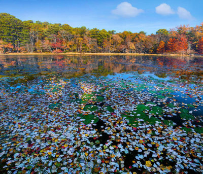 Tim Fitzharris - Lily pads and autumn leaves in lake, Daingerfield State Park, Texas