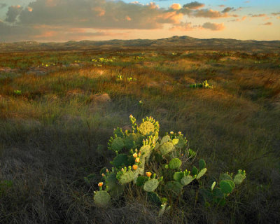 Tim Fitzharris - Opuntia cacti, Mustang Island State Park, Texas