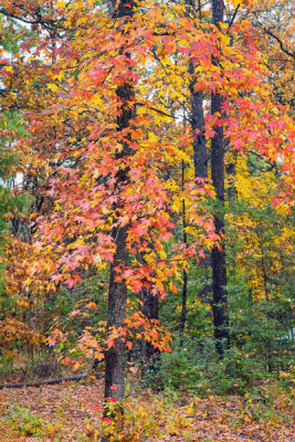 Tim Fitzharris - Sweetgum tree in autumn, Tyler State Park, Texas