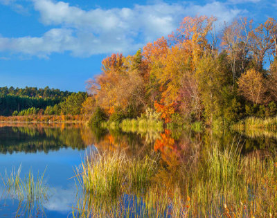 Tim Fitzharris - Trees in autumn along lake, Tyler State Park, Texas