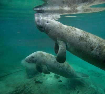 Tim Fitzharris - West Indian Manatee mother and calf, Crystal River, Florida