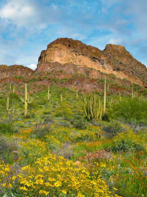Tim Fitzharris - California Poppies and Saguaros, Diablo Range, Organ Pipe Cactus National Monument, Arizona