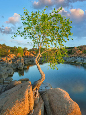 Tim Fitzharris - Cottonwood tree, Granite Dells, Watson Lake, Arizona