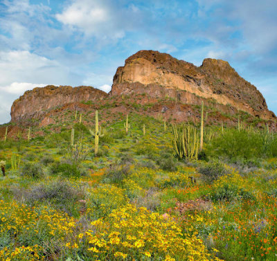 Tim Fitzharris - Mexican Golden Poppies and Saguaro cacti, Organ Pipe Cactus National Monument, Arizona