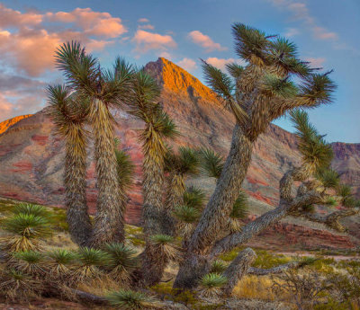 Tim Fitzharris - Joshua Tree, Virgin Mountains, Arizona