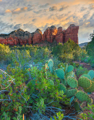 Tim Fitzharris - Opuntia cactus and Bearberry, Coffee Pot Rock, Coconino National Forest, Arizona
