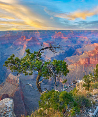Tim Fitzharris - Pine tree at sunset, Grand Canyon National Park, Arizona